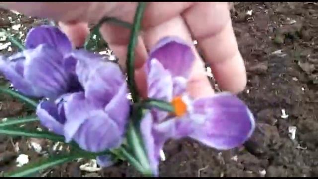 Посадка новых сортов крокусов. Крокусы в моем саду. смотреть онлайн