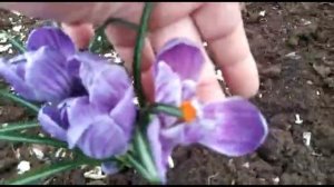 Посадка новых сортов крокусов. Крокусы в моем саду.