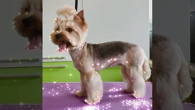 Стрижка домашних животных смотреть онлайн