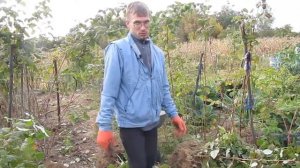 Подготовка посадочного материала малины