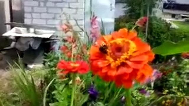 Шмель лат Bombus. Bumblebee