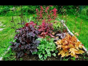 Чудесная гейхера в саду