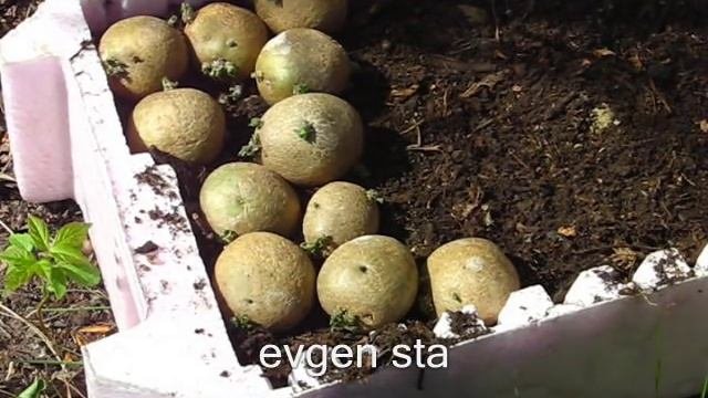 Ранний картофель  Подготовка к посадке