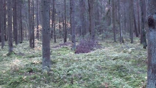 прогулка по осеннему лесу растут грибы 8 октября смотреть онлайн