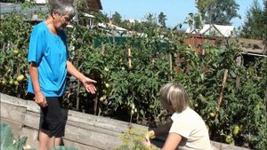 Теплая грядка и томаты в Сибири