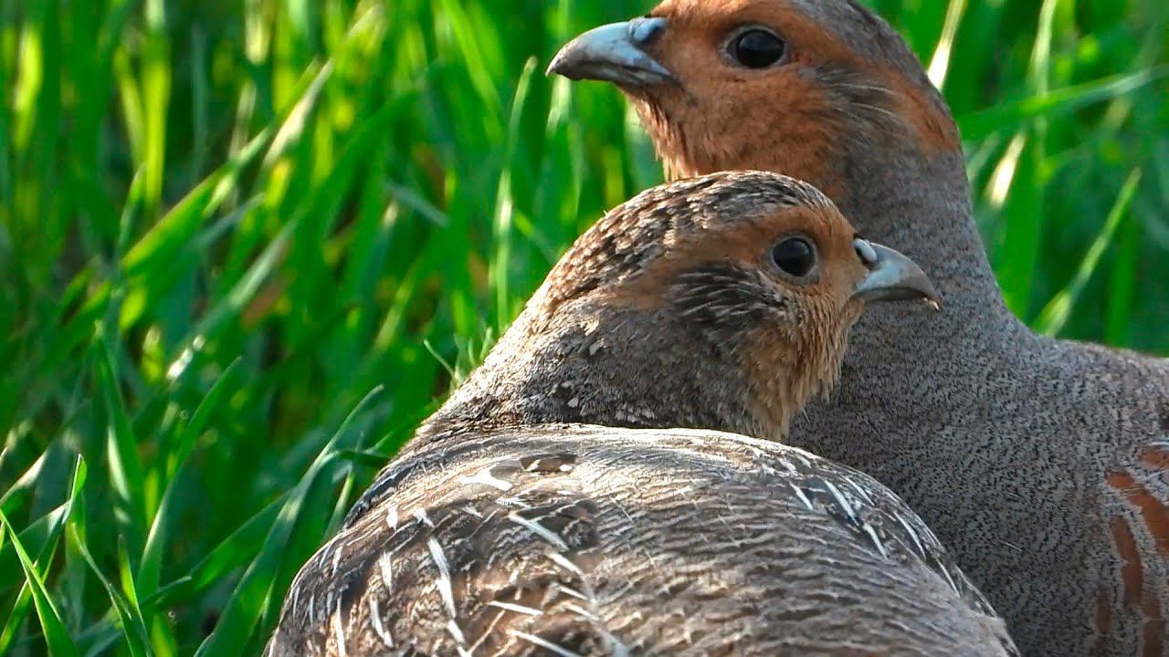 A pair of Grey partridges at the beginning of May / Пара Серых куропаток смотреть онлайн