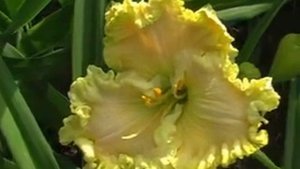 Лилейник daylily JARAD