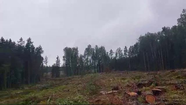 Обстановка на делянке. ЛЕСОРУБЫ
