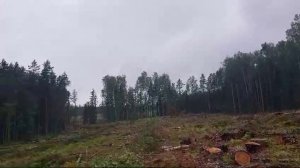 Обстановка на делянке. ЛЕСОРУБЫ