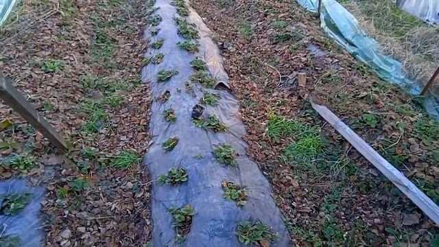 Выращивание клубники на Кубани. Подготовка кустов клубники