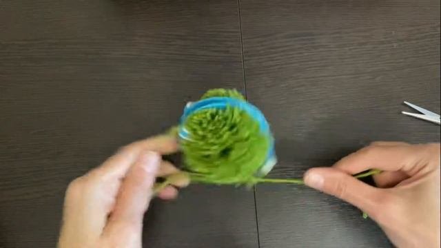 Мастер класс .Изготовление помпона. Помпон для шапки