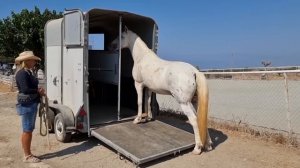 Мягкая погрузка в коневоз, первый раз #коневоз #погрузкалошадей