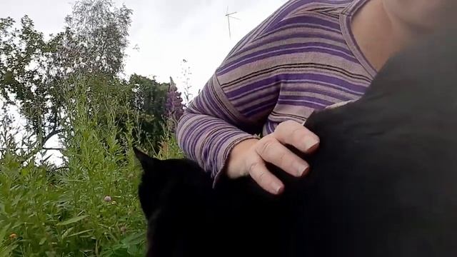 ОГРОМНЫЙ СБОР ЯГОДЫ //КРАСНАЯ СМОРОДИНА // КРЫЖОВНИК смотреть онлайн