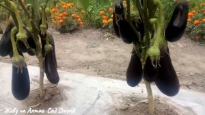 Эти сорта баклажанов завалят вас урожаем.