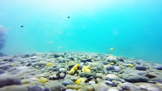 Ловля Белого Амура. Подводные съемки!!!