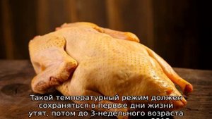 Утка Агидель — описание породы