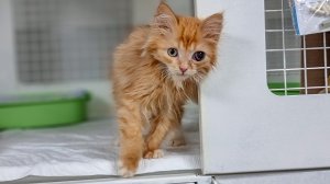 ?Котёнку лечение не помогло. Хирург сказал глаз нужно удалять, потому что малышу больно!