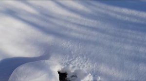 Зимовка рыб в дачном пруду