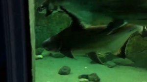 Зоопарк для детей САМЫЙ БОЛЬШОЙ ЗООПАРК в Турции Zoo for kids