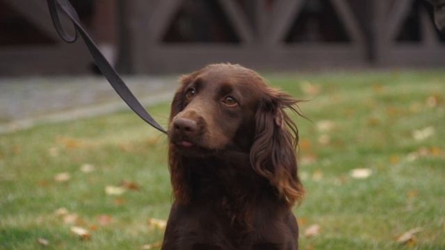 Охотничьи собаки. 6 серия. Английский коккер-спаниель смотреть онлайн