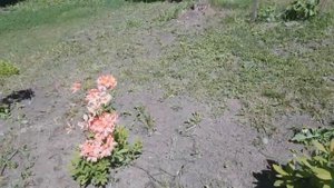 ЦВЕТЕНИЕ РОДОДЕНДРОНОВ 1-ЫЙ ГОД
