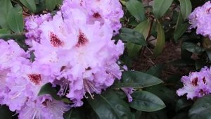 Рододендрон гибридный-Блю Питер- Blue Peter-В ПРОДАЖЕ