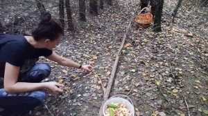 Ежовик желтый полный лес, впервые за мой грибной стаж. 16 августа 2023 г.