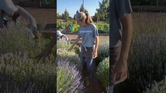 How to Harvest Lavender смотреть онлайн