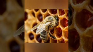 песня (Ты пчела я пчеловод)