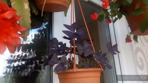 Обзор цветов на балконе в холодном мае