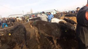 Букалар Баасы КАРАКОЛ Мал Базар 27-февраль 2022