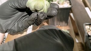 Как я размножаю хавортию Obtusa или Cooperi var Truncata.
