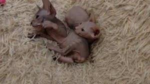 котятки сфинкс донской