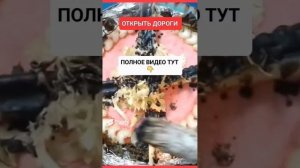 ОТКРЫТЬ ДОРОГИhttps://rutube.ru/video/c98a04e3b0bfd0728cb#онлайн #таро #ритуал #светланаведа #shorts