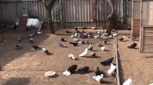 Голубята николаевские 2021 и отправка на Одесу голубят?