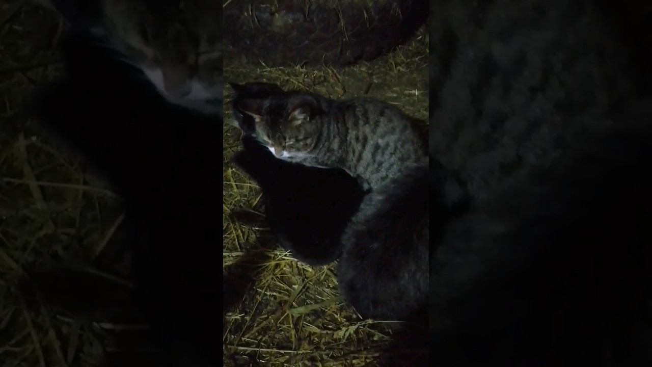 Пока кошки отдыхают, мы на охоте.