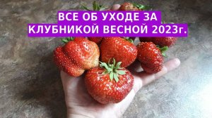 Важная обработка клубники ранней весной - что делаем в первую очередь.