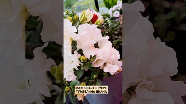 МАХРОВАЯ ПЕТУНИЯ ТУМБЕЛИНА ДИАНА. смотреть онлайн