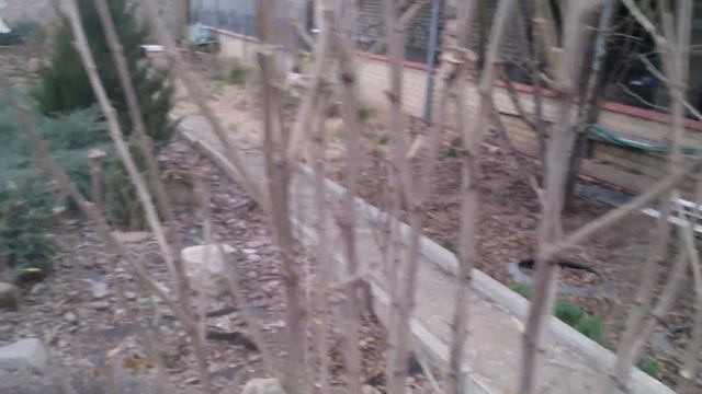 Как обрезать садовый гибискус весной смотреть онлайн