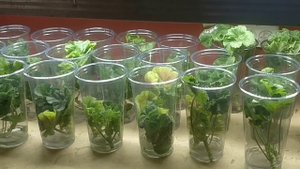 Черенкование пеларгонии. От среза до корешка.