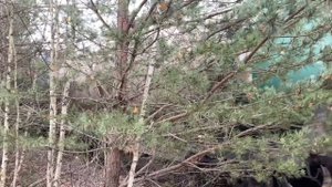 ЧМЭ3-3237 С цистернами.