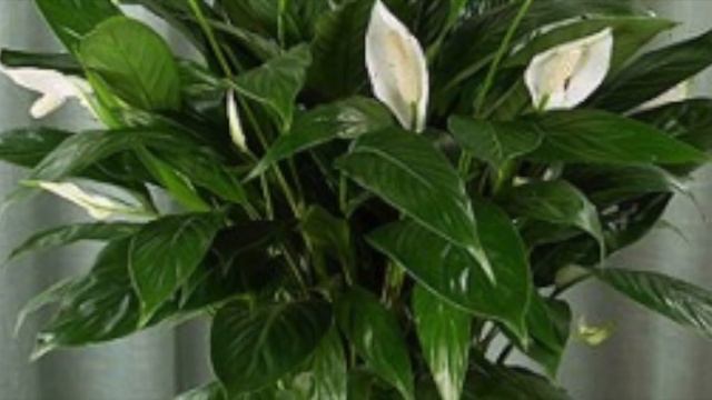 BANAN PO'CHOG'INI TASHLAB YUBORMANG!!! смотреть онлайн