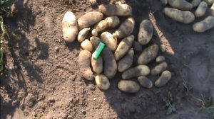 Урожай пробирочных растений картофеля сорта Гранада