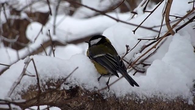 Синичка смотреть онлайн