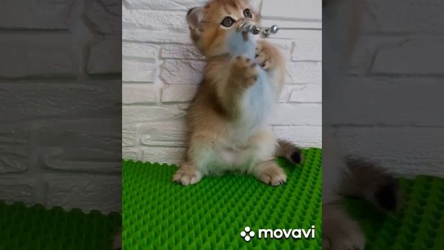 Золотой котёнок #продам #котята #продажакотят #шотландскиекотята