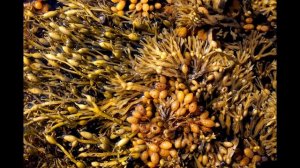 Экстракт морских водорослей, полученный путем холодного отжима - Seaweed от General Hydroponics