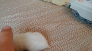 Красноглазый Хомяк альбинос Ёё.Red-eyed albino Hamster Her
