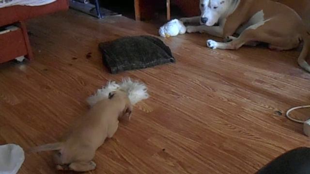 СТАФФ 2 ПОМЕТ 30082015 1 МЕСЯЦ И 8 ДНЕИ смотреть онлайн