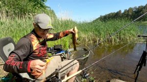 Рыба линь на реке в мае. Ловля линя на фидер. Готовим рыбу на природе