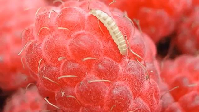 ЧЕРВИ В МАЛИНЕ - Как бороться с червячками в малине смотреть онлайн